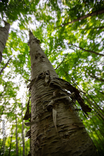Steep Upward Forest Canopy View Through Towering Trees