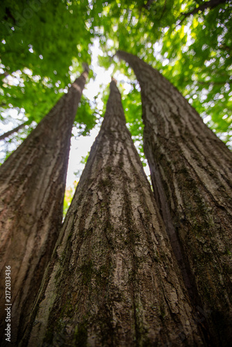 Steep Upward Forest Canopy View Through Towering Trees