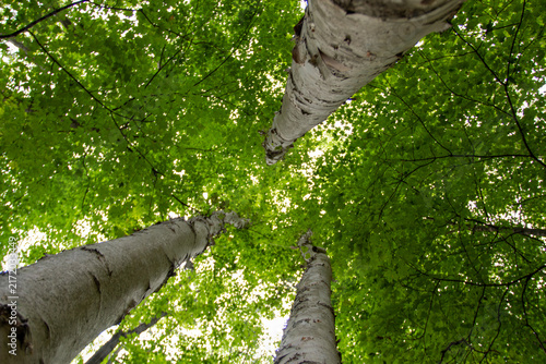 Steep Upward Forest Canopy View Through Towering Trees