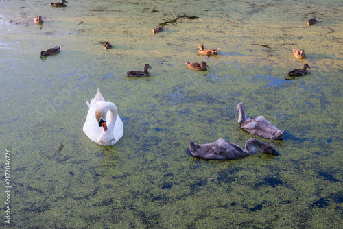 Fotografie A white swan preening its feathers while grey cygnets and brown ducks rest on a pond covered in green duckweed