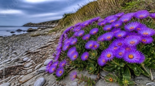 Vibrant purple sea aster wildflowers blooming in a dense patch on a rocky coastline with a pebble beach and calm ocean under a cloudy sky, coastal flora on a shoreline.