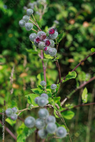 Cuadro en lienzo Greater burdock flower heads with hooked bracts bloom on a green plant in summer