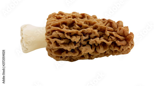 Bild auf Leinwand Brown morel mushroom with textured cap and pale stem, isolated on transparent ba