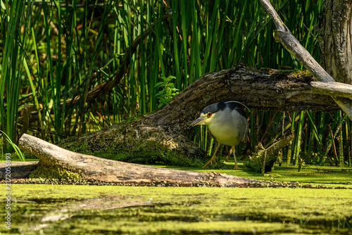 Photography Adult black-crowned night heron (Nycticorax nycticorax) perched on a fallen log