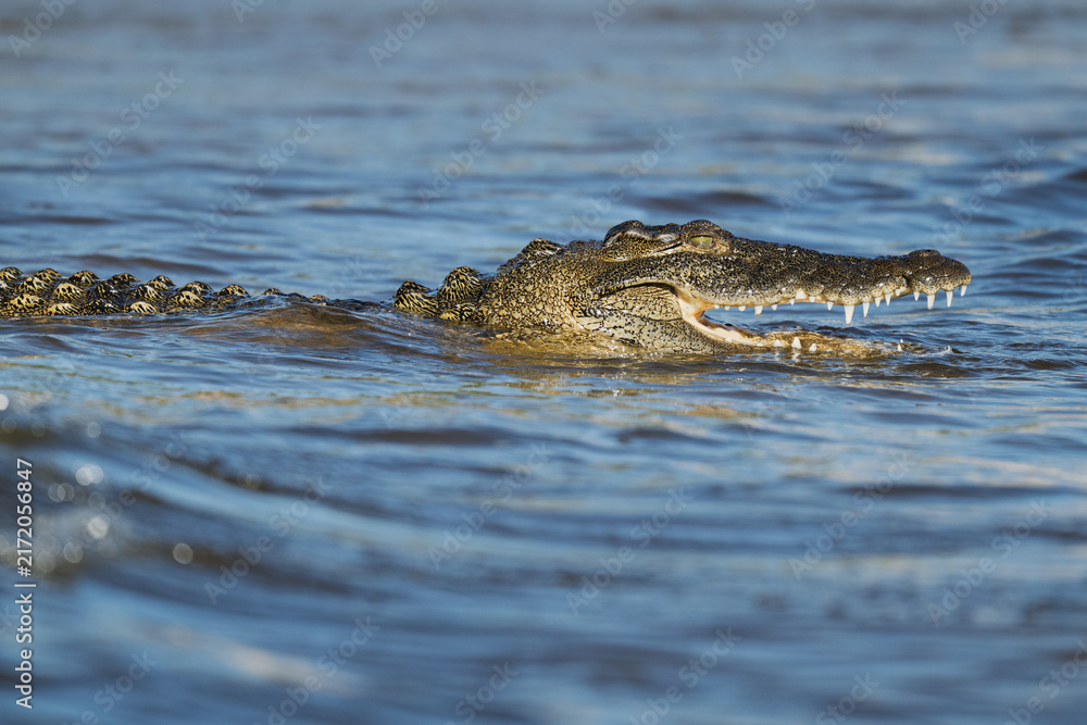 Fototapeta premium Crocodile swimming in the Chobe River with open jaws