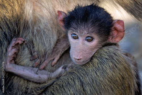 Photography Baby baboon held by mother in Botswana