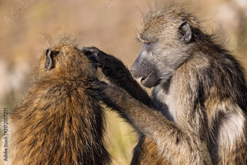 Photography Baboon grooming companion on the Chobe River