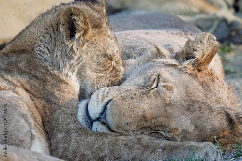 Foto Lion and cub snuggling and sleeping, Botswana safari