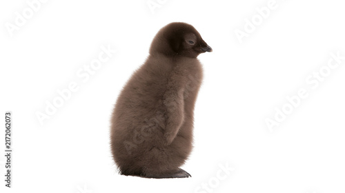 Obraz na plátne Fluffy brown penguin chick standing, isolated on transparent background