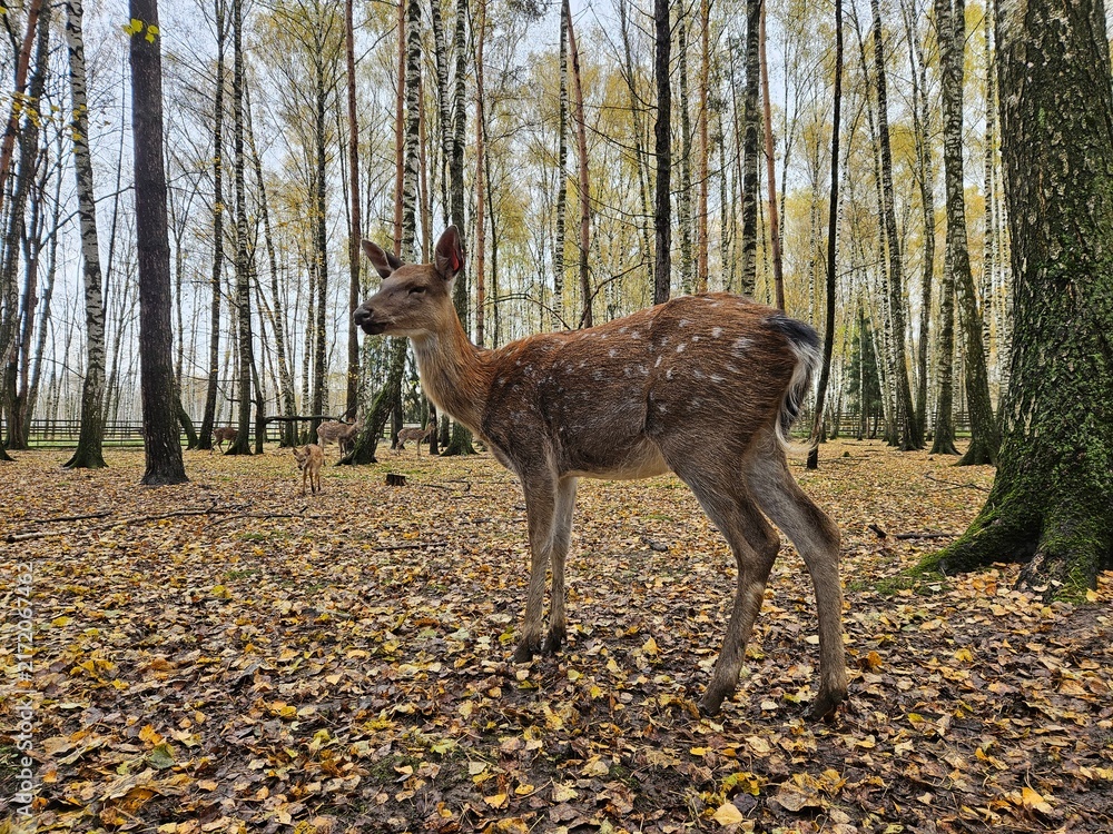 Naklejka premium Young deer stands in a forest with fallen leaves. Trees rise tall around it, displaying autumn colors. Golden leaves blanket the ground beneath its paws. Deer gazes forward, alert