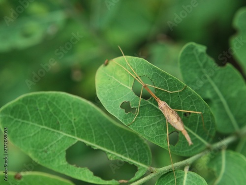 Canvas Print Close up of a brown slender stick (Ctenomorpha marginipennis) insect with long l