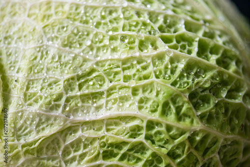 Fotografie Fresh dewy cabbage texture close-up