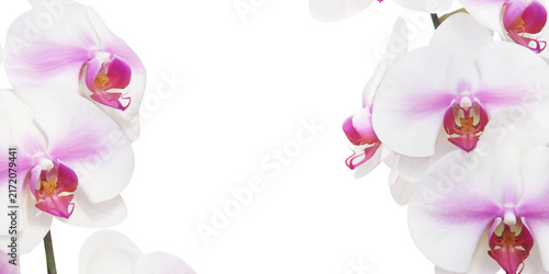 Blooming White Pink Phalaenopsis Orchid Flowers Isolated on White Background