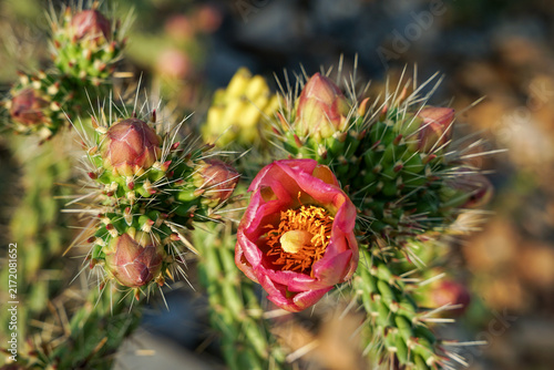 Prickly cactus flower close-up view