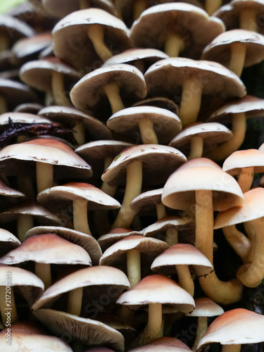 Small mushrooms growing vertical on tree