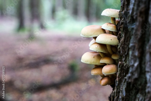 Small mushrooms growing vertical on tree close-up view