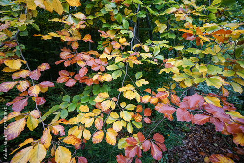 Autumn colourful beech leaves on tree in forest, autumn concept