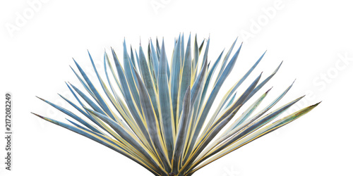 Large Agave Plant Isolated on Transparent Background