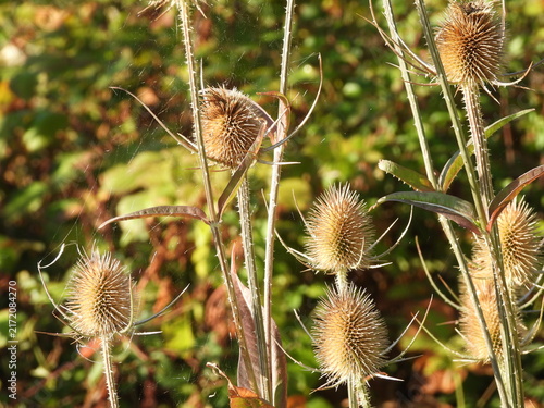 Quadro su tela The teasel heads rise like natural sculptures, their sharp bristles glowing under the warm sunlight