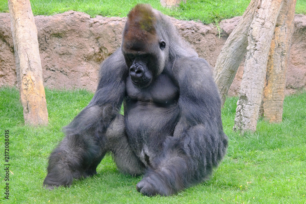 Fototapeta premium Sitting Gorilla in Zoo Enclosure in eiffel tower