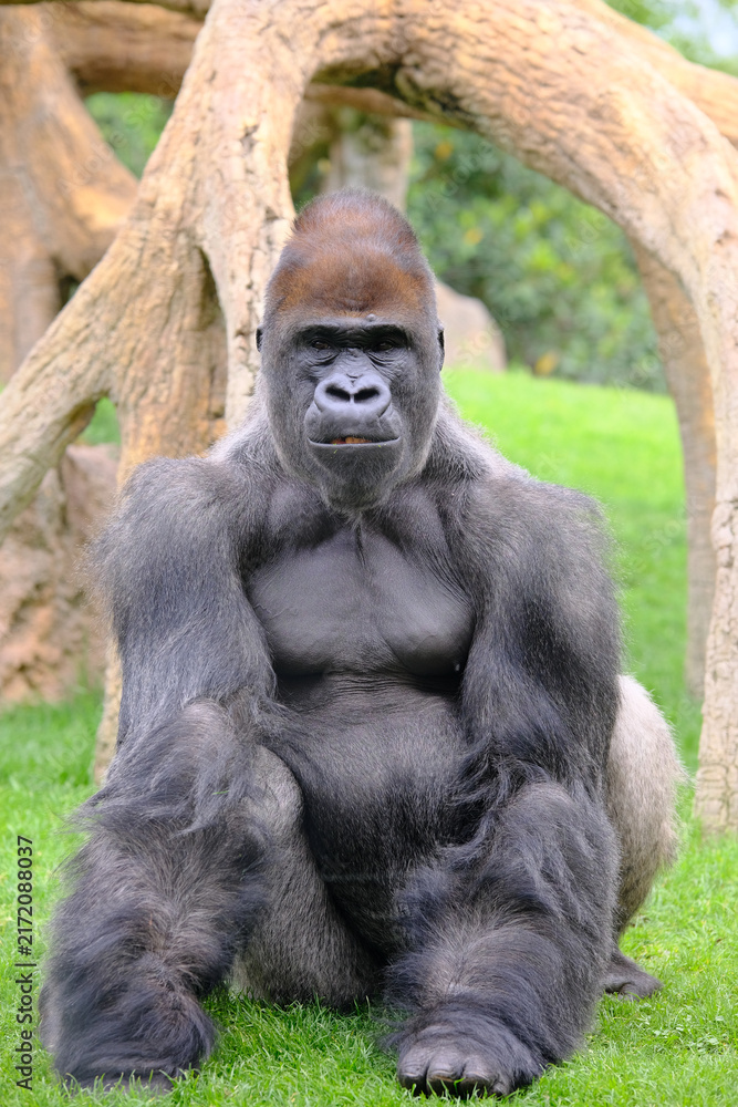 Naklejka premium Gorilla in sanctuary
