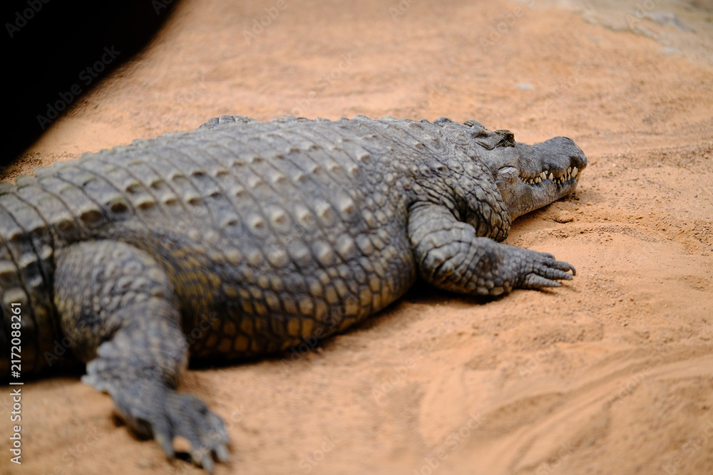 Fototapeta premium Giant alligator in sandy enclosure
