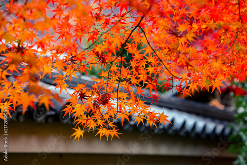 Maple With Roof At Hogonin Temple In Kyoto Japan Scene Nov 28 2025
