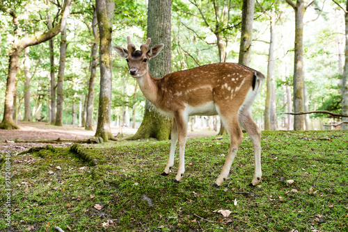 Konstfotografi Young male fallow deer with spotted fur and small antlers stands on a mossy hill in a green woodland environment while looking at the camera
