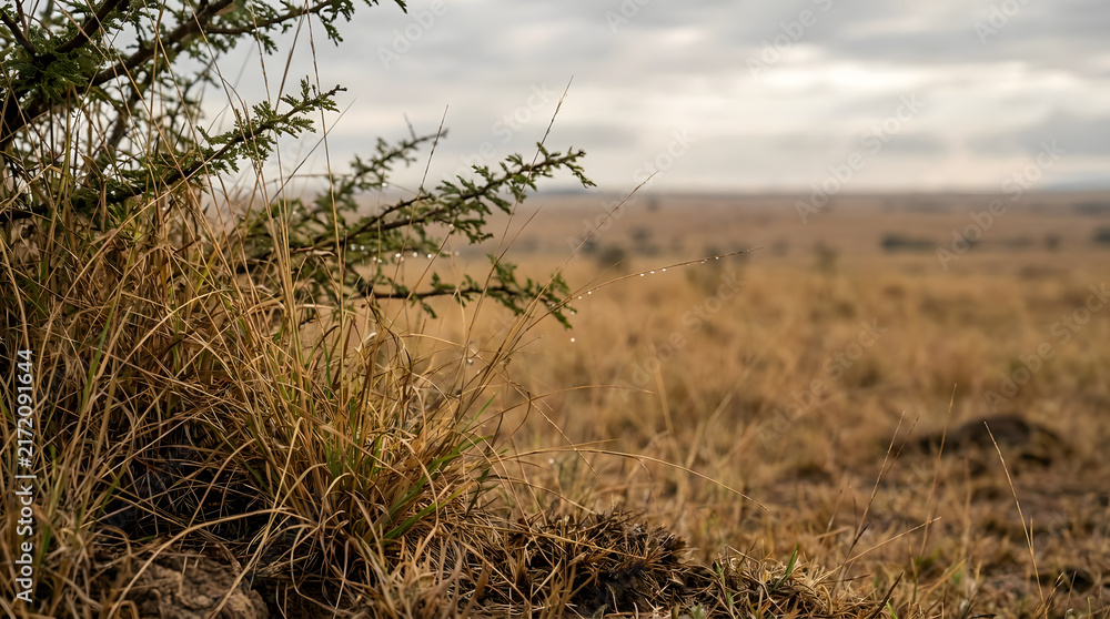 Obraz premium Close up of dry grass in savanna plains.