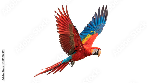 Photography Beautiful bright colorful macaw parrot flying with wings open isolated on transp