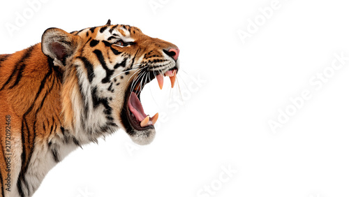 Canvastavla Fierce wild Bengal tiger roaring with open mouth isolated on transparent backgro