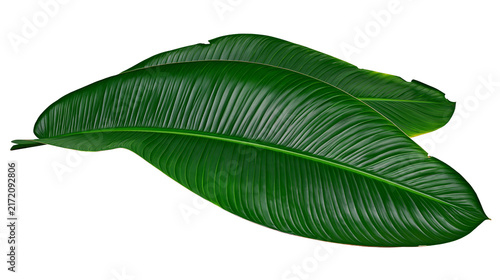 Canvas Print Two large glossy green banana leaves with prominent veins, isolated on transpare