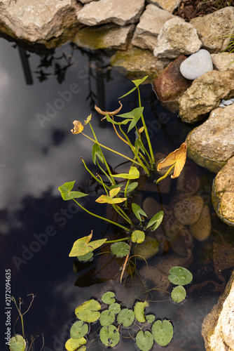 Sagittaria sagittifolia (common arrowhead), aquatic plants in a pond. Landscape design of a pond lined with stones.