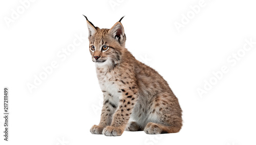 Photography Beautiful wild lynx cub sitting and looking into camera isolated on transparent