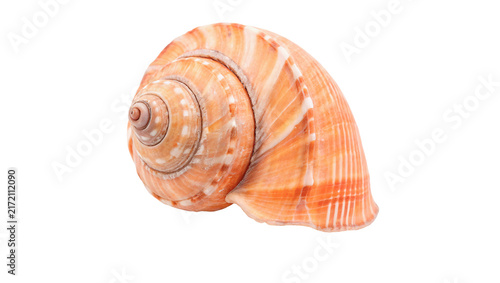 Fotografie Spiral sea shell with warm orange and pink gradients isolated on transparent bac