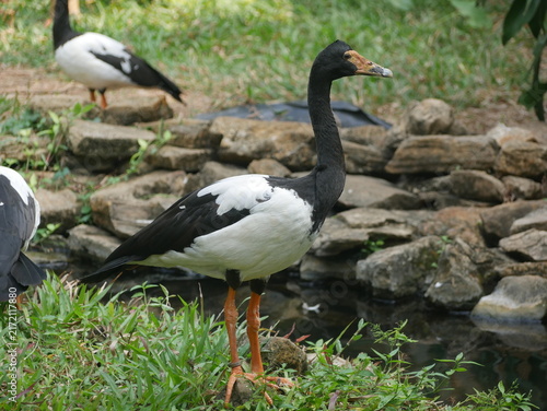 Quadro su tela Close-up magpie goose walking across grass in a natural environment, highlighting its elegant posture and unique appearance