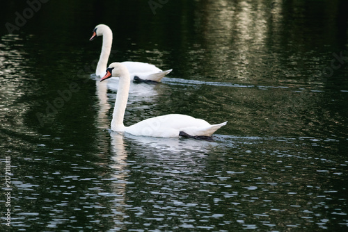 Canvas Print Pair of Mute Swans on Dark Lake Water – Concept of Love and Fidelity
