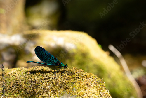 Photography Blue winged damselfly resting on green moss