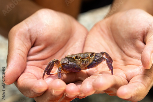 Human hands holding small crab showing care