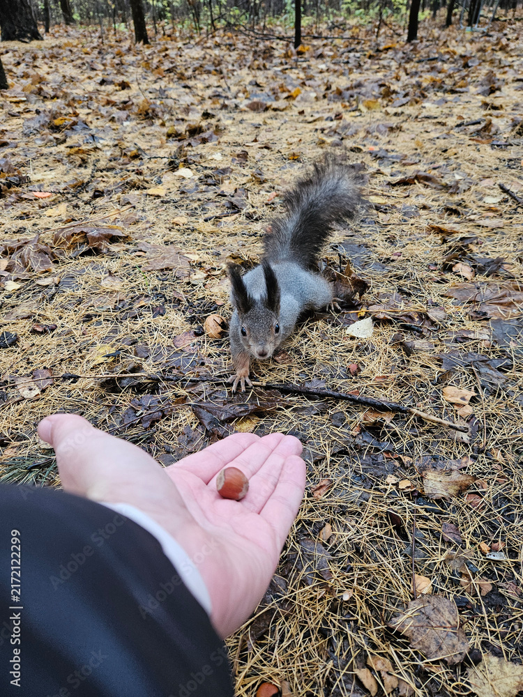 Naklejka premium Squirrel eats nut from human hand in forest. Autumn leaves cover damp ground. Hand offers single nut to curious animal. Animal sniffs and nibbles gently. Natural light filters through tree canopy