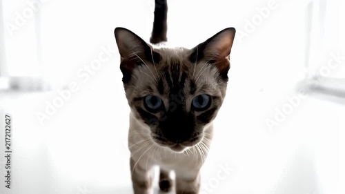 Close up portrait of a curious Siamese mix cat walking towards the camera in a bright high key indoor setting with soft lighting