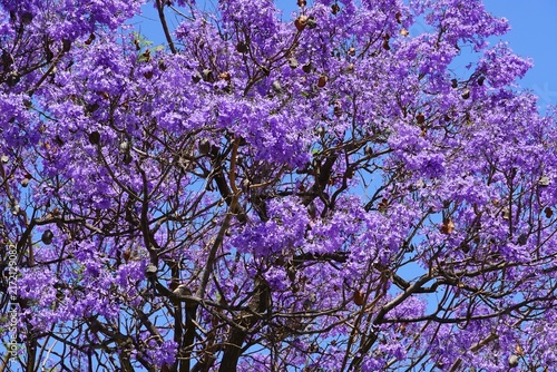 Fotografie Branches of a blooming jacaranda mimosifolia tree