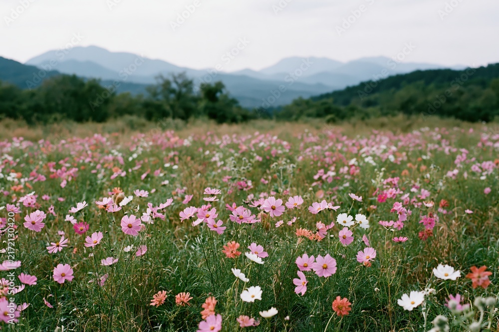 Naklejka premium The Cosmos Flower Field in Full Bloom with Misty Mountains Beyond