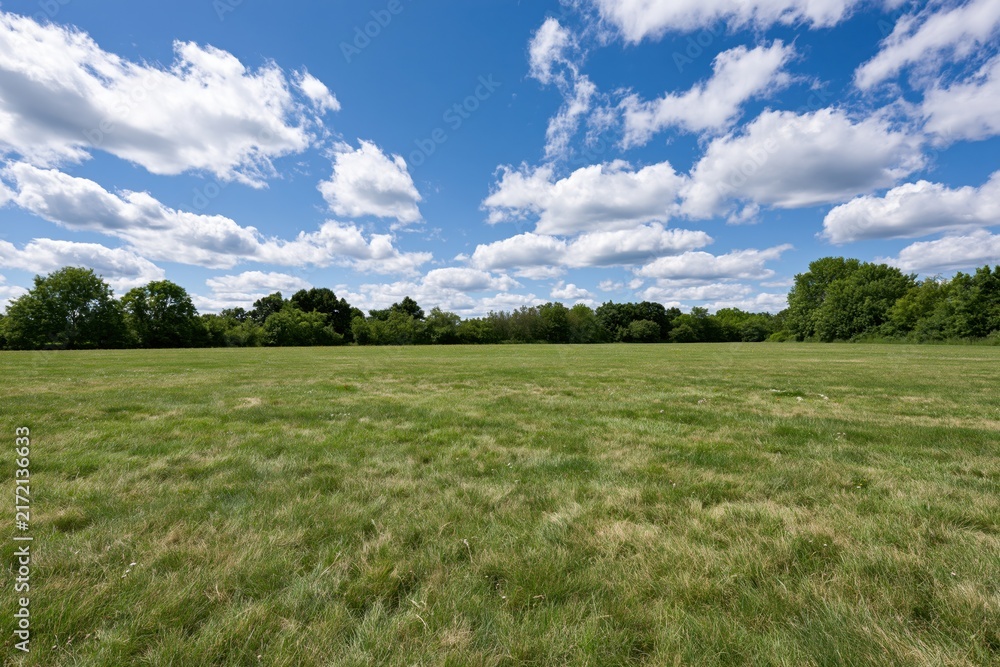Fototapeta premium The Vast Open Field Under a Bright Sky with Fluffy Clouds