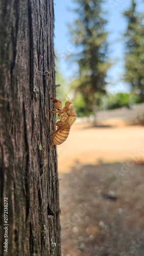 Cuadro en lienzo An empty cicada exoskeleton (known as an exuvia), left behind on a tree trunk after the nymph completes its final molt into an adult