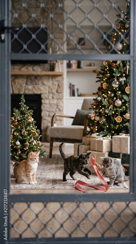 The kitten was playing happily in front of the house on Christmas Day.
