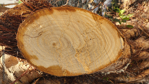 Bild auf Leinwand A freshly cut cross-section of a Ficus microcarpa trunk, also known as the Chine