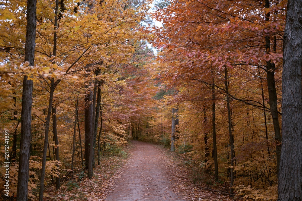 Naklejka premium The Autumn Forest Path Through Colorful Trees in a Serene Trail