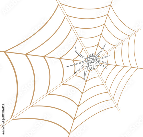 A small spider sitting in the center of its large web