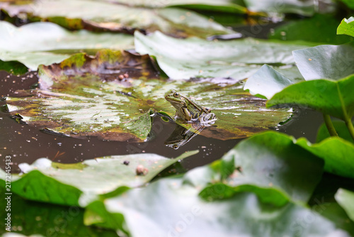 Photography green frog in a marsh